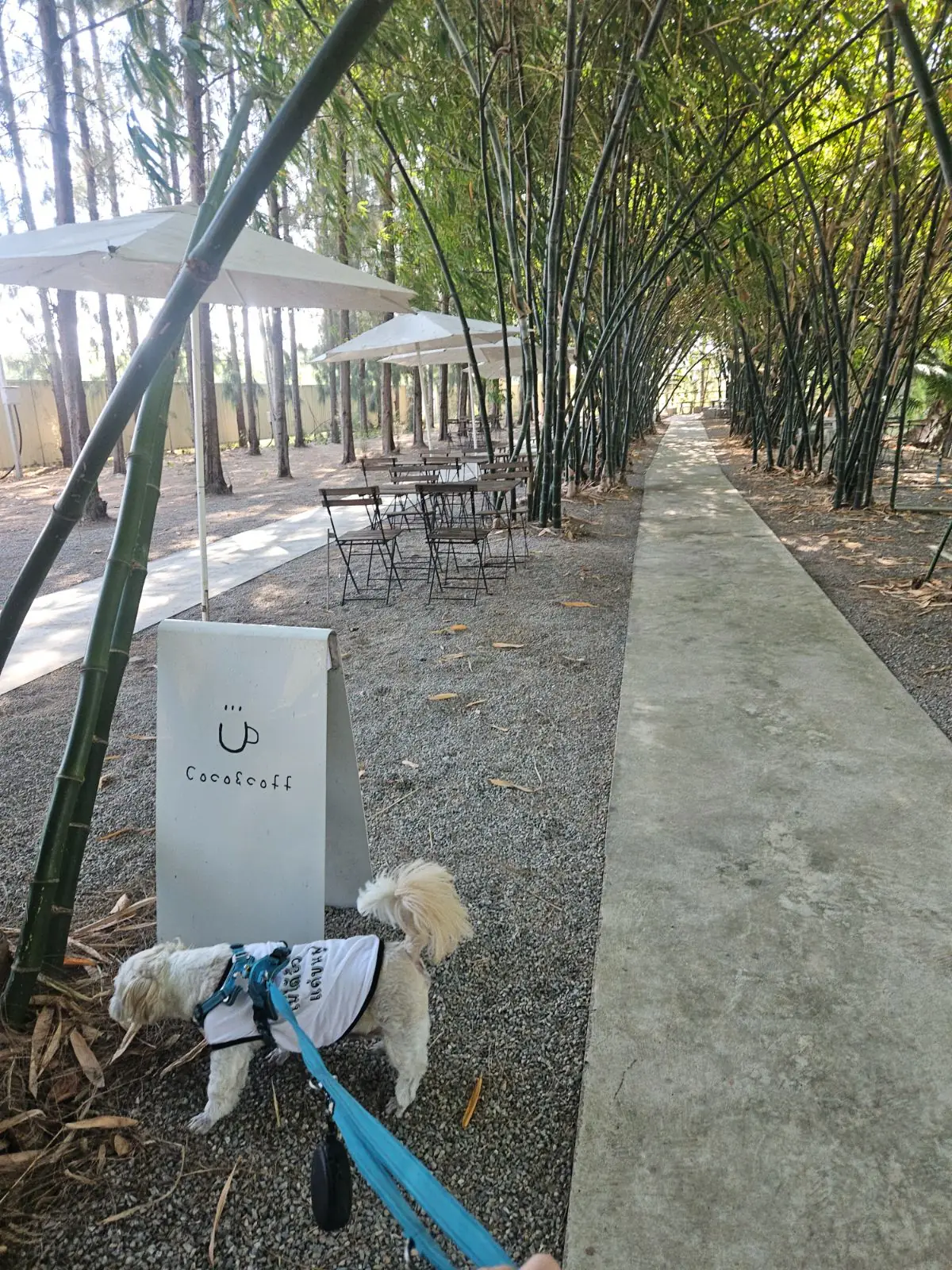 Coco coff other image 3