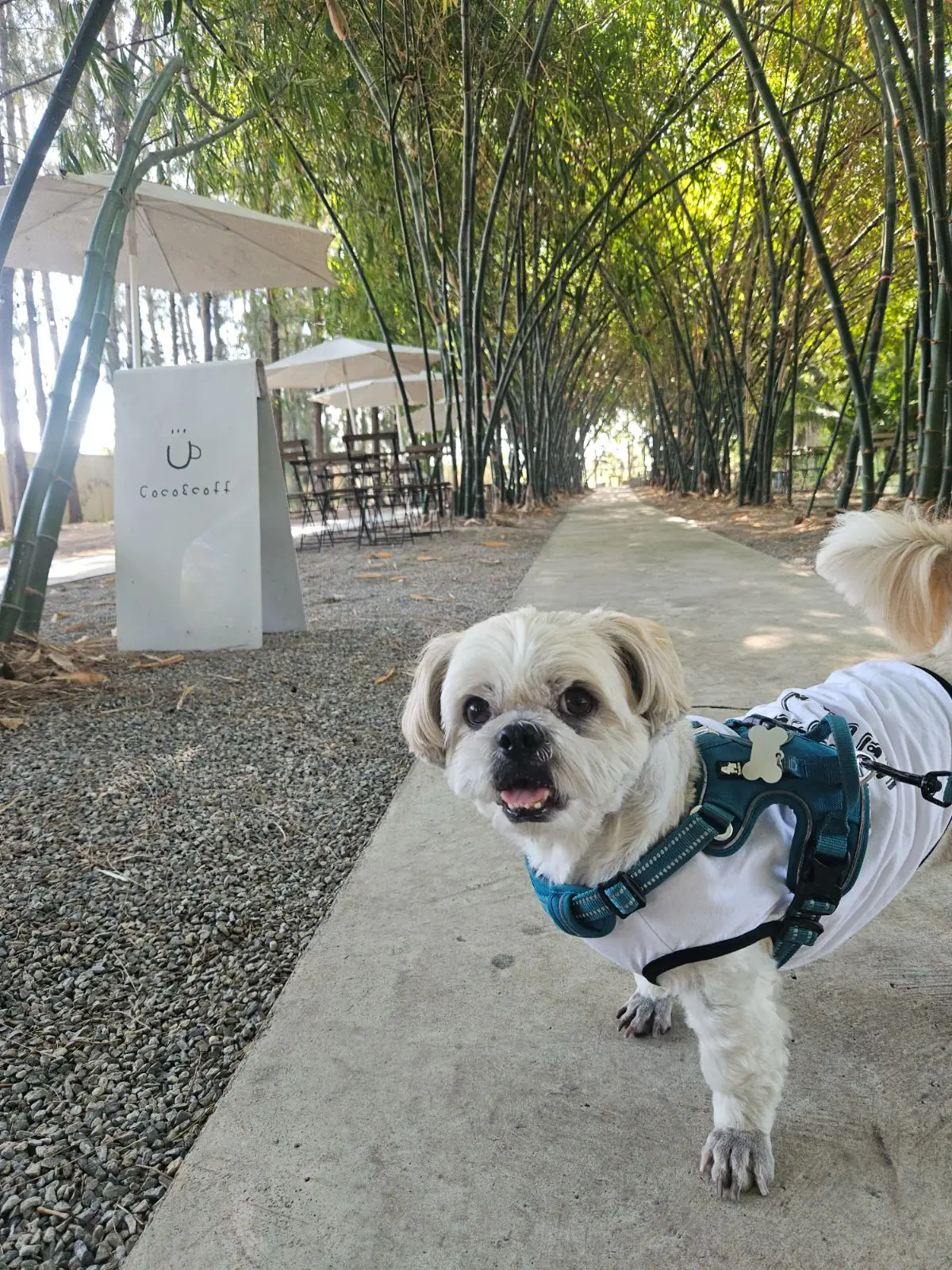 Coco coff other image 4