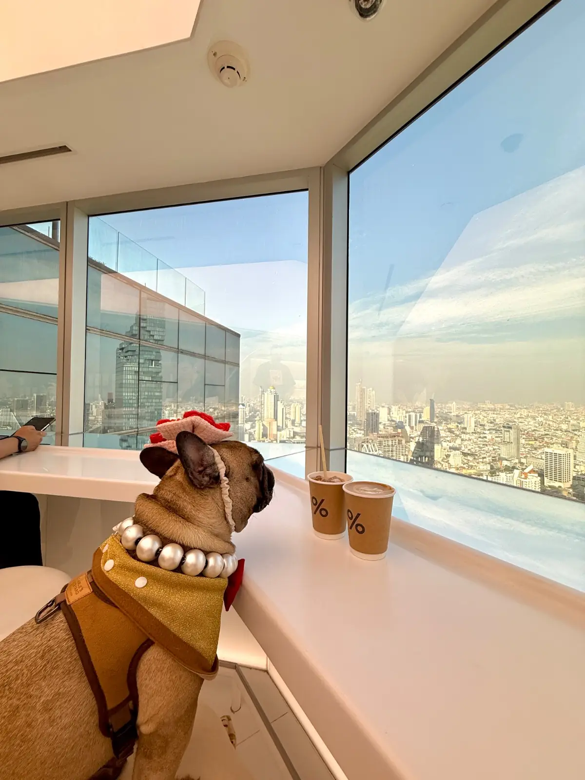 อาราบิก้า แบงค็อก - เอ็มไพร์ ทาวเวอร์ pets image 4