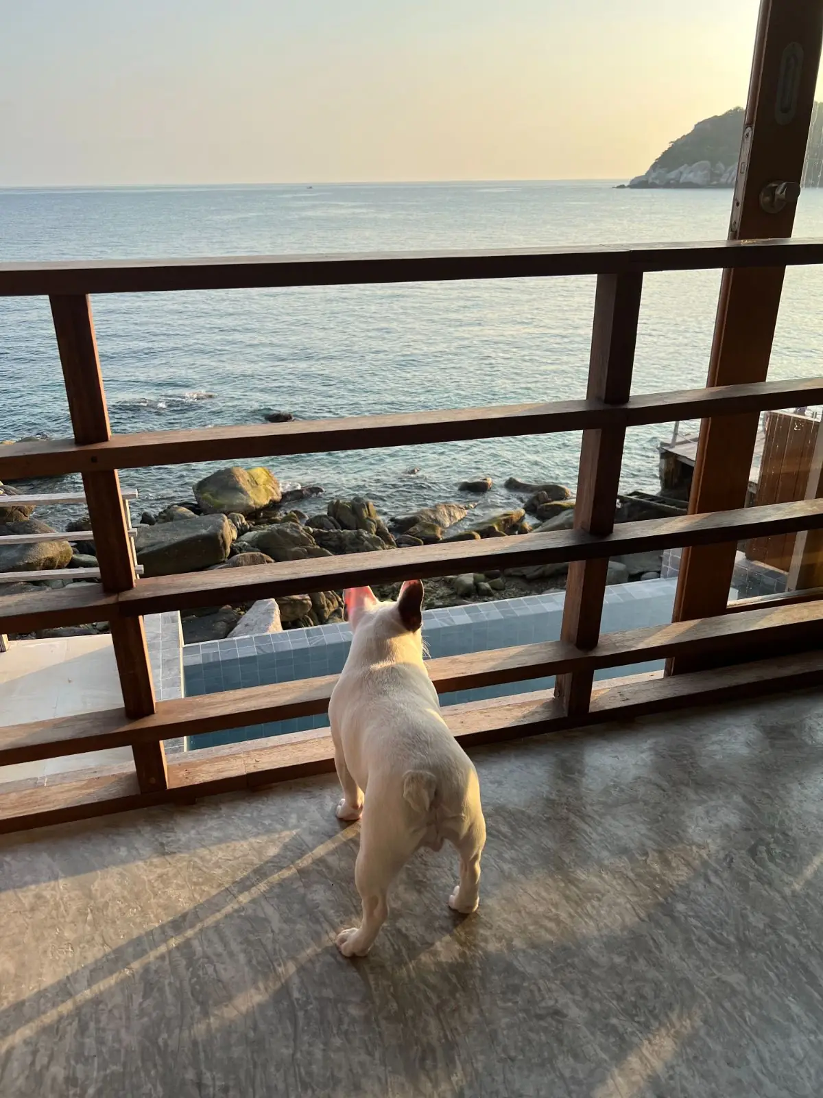 Cape Shark Pool Villas pets image 1