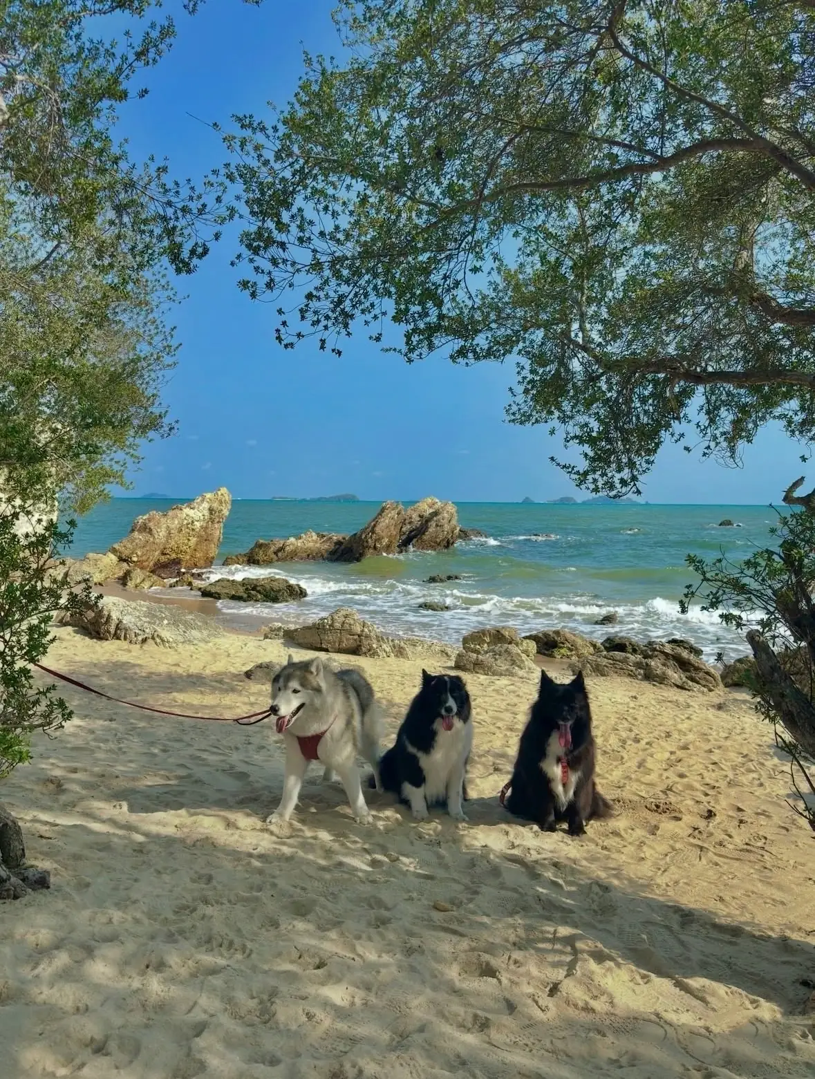 จุดชมวิวแหลมปากคลอง pets image 1