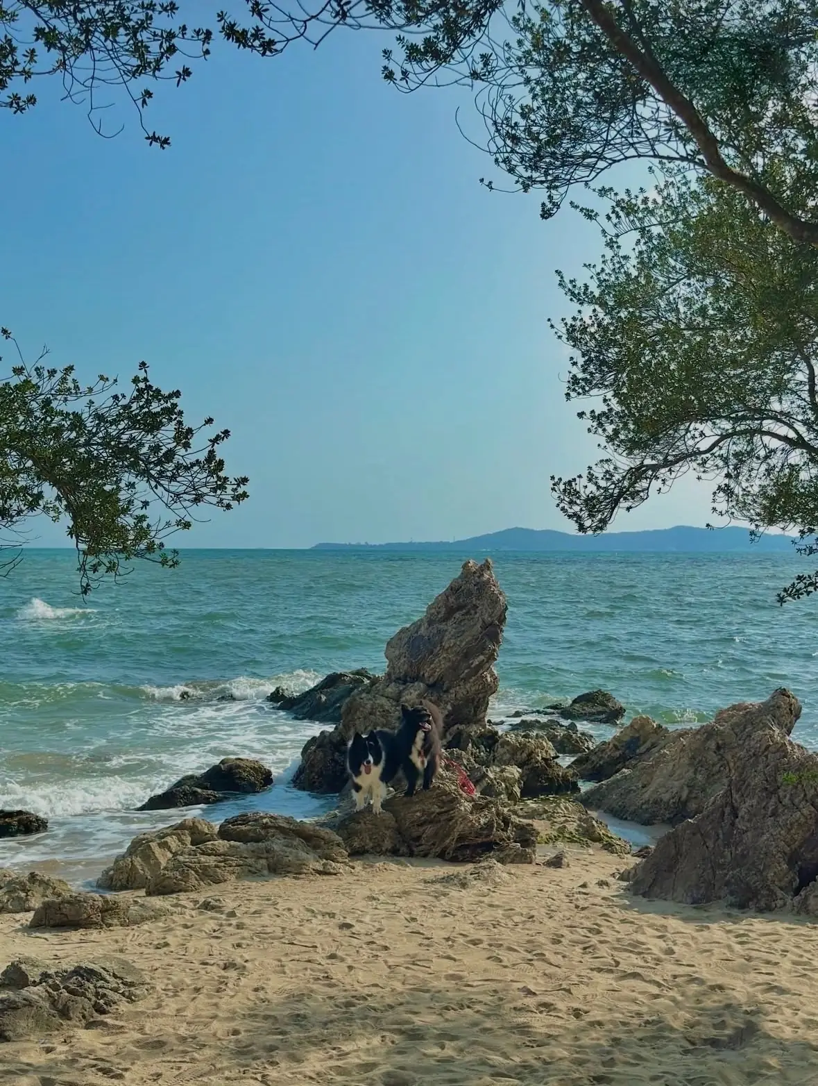 จุดชมวิวแหลมปากคลอง pets image 3