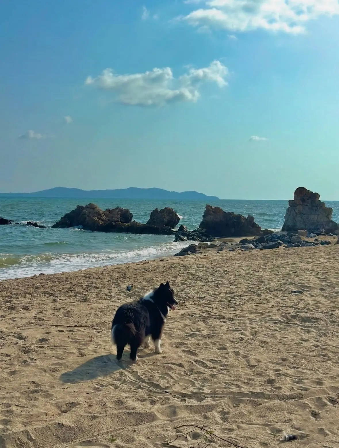 จุดชมวิวแหลมปากคลอง pets image 2