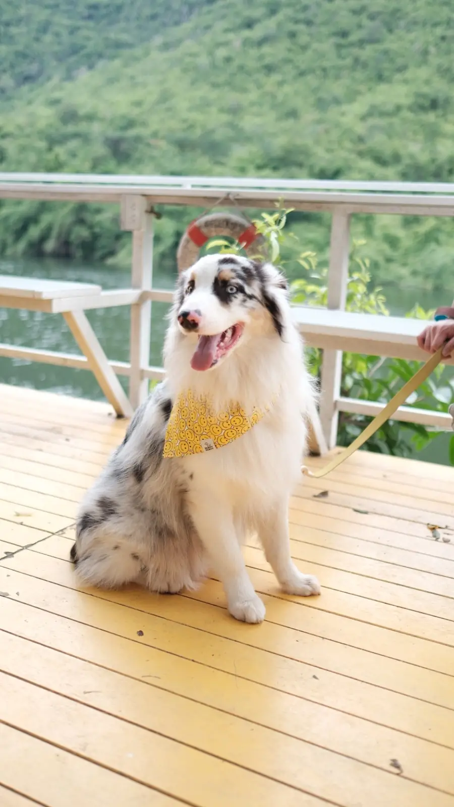 RaftDara Cafe pets image 2