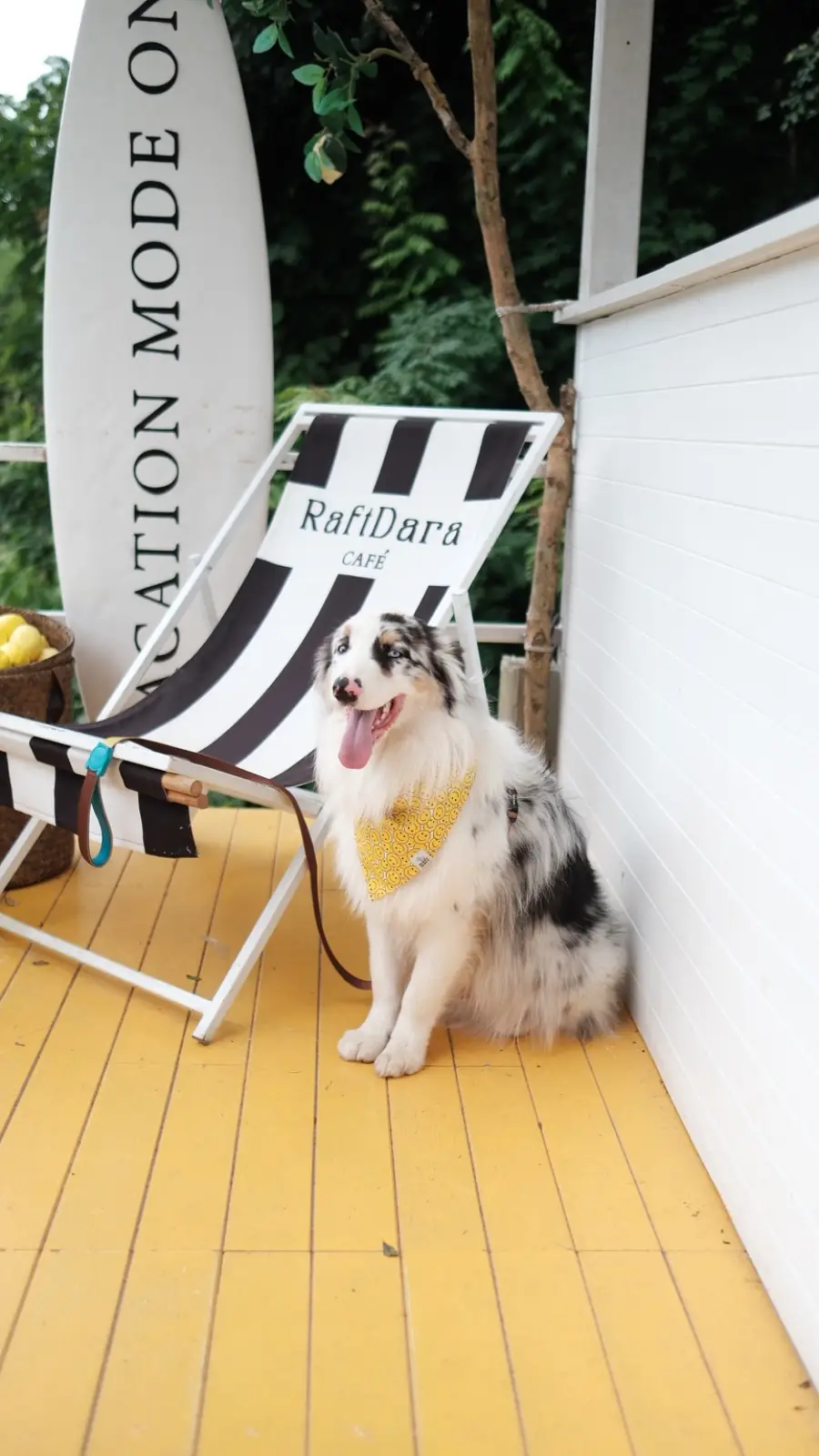 RaftDara Cafe pets image 1