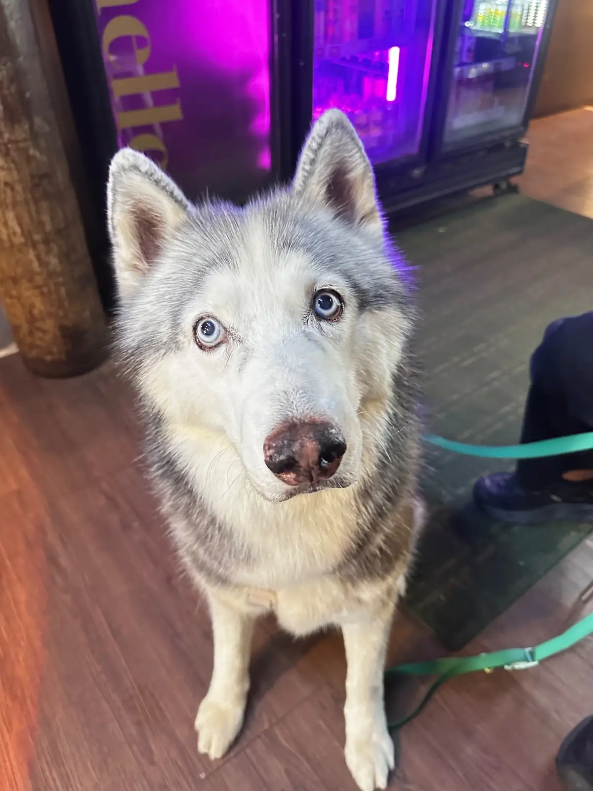 CHARGE Specialty coffee pets image 7
