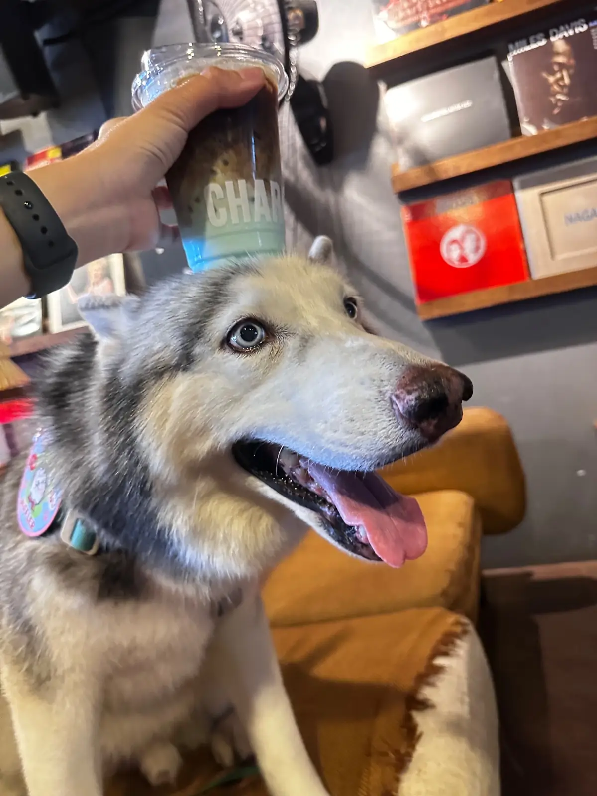 CHARGE Specialty coffee pets image 5