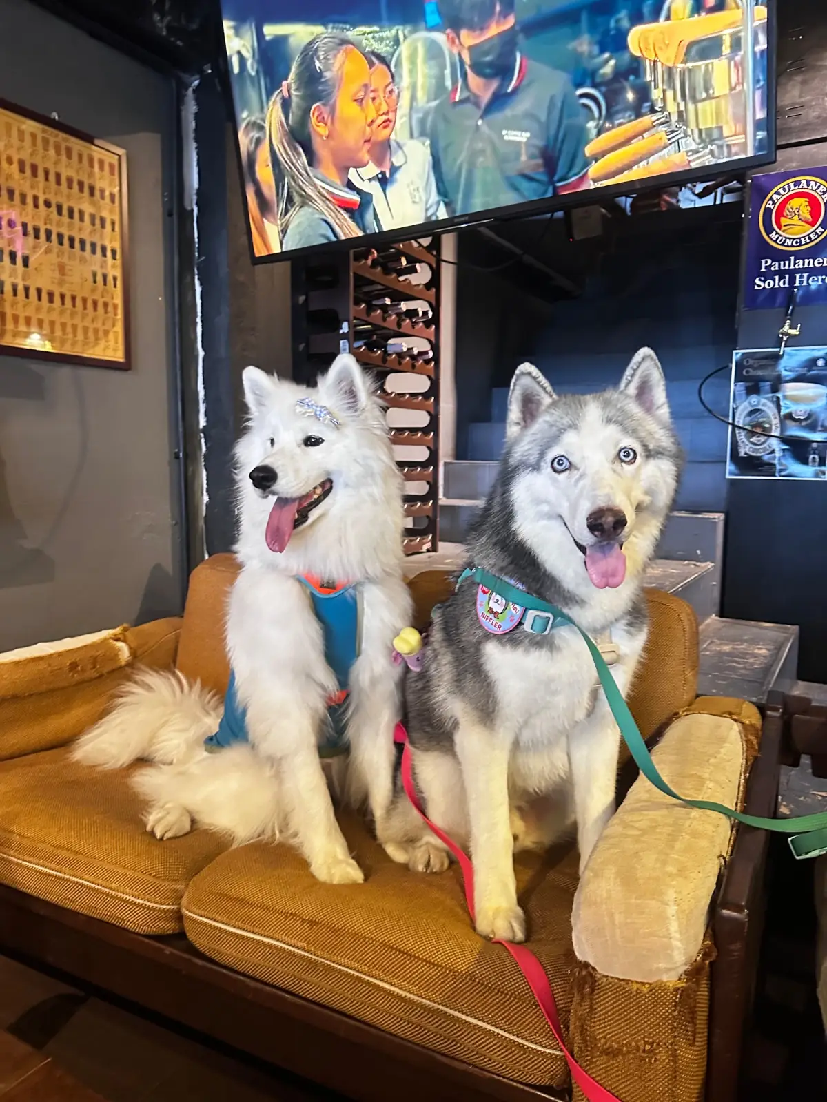 CHARGE Specialty coffee pets image 10