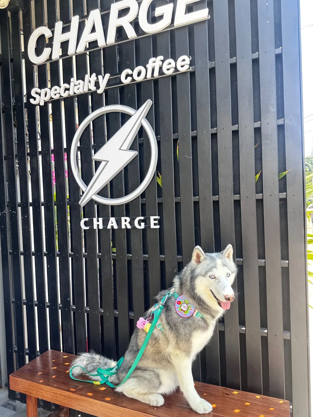 CHARGE Specialty coffee pets image 6