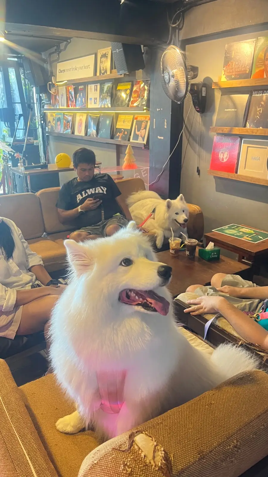 CHARGE Specialty coffee pets image 4