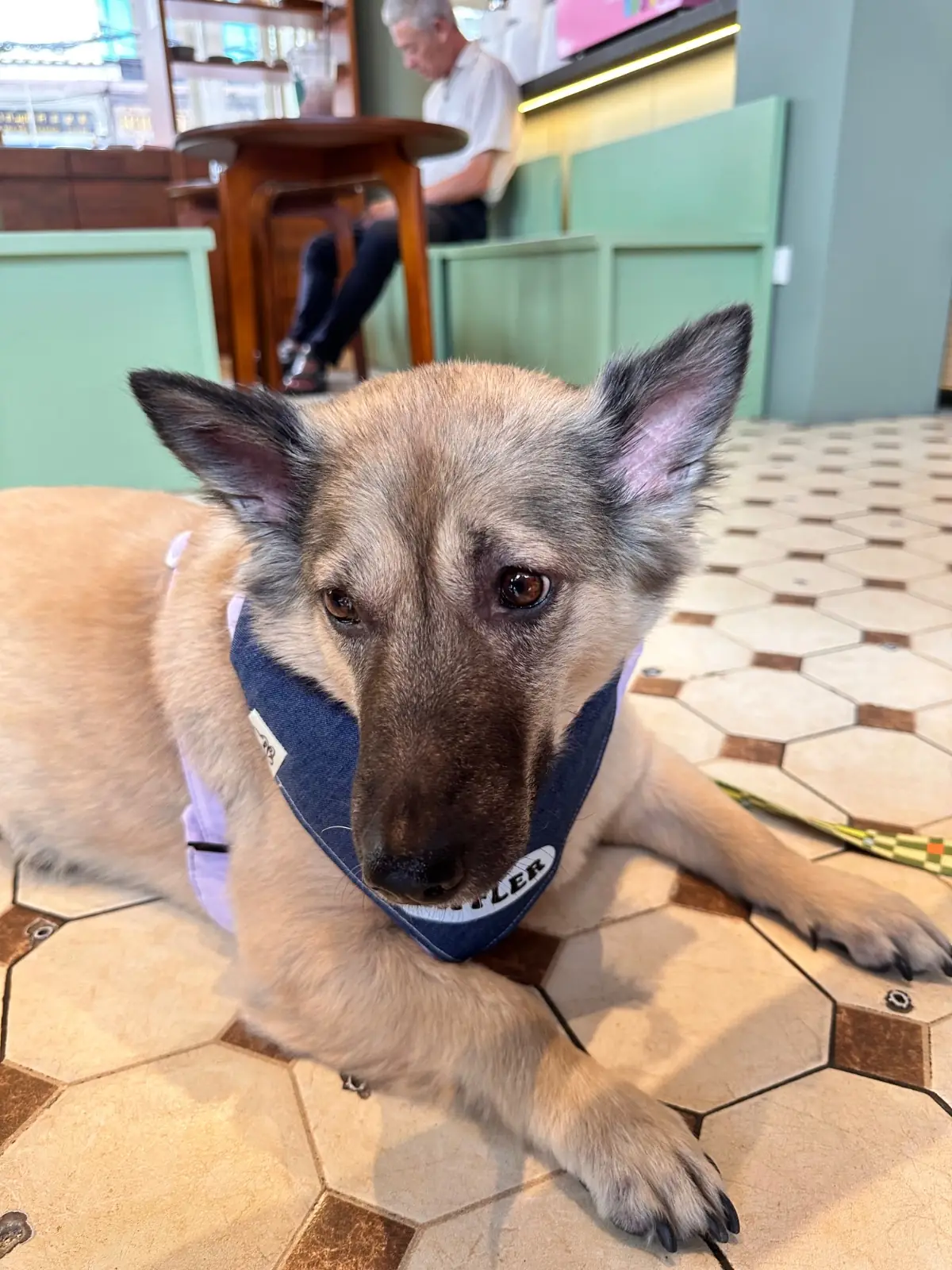 Lemoncurd and Co pets image 1