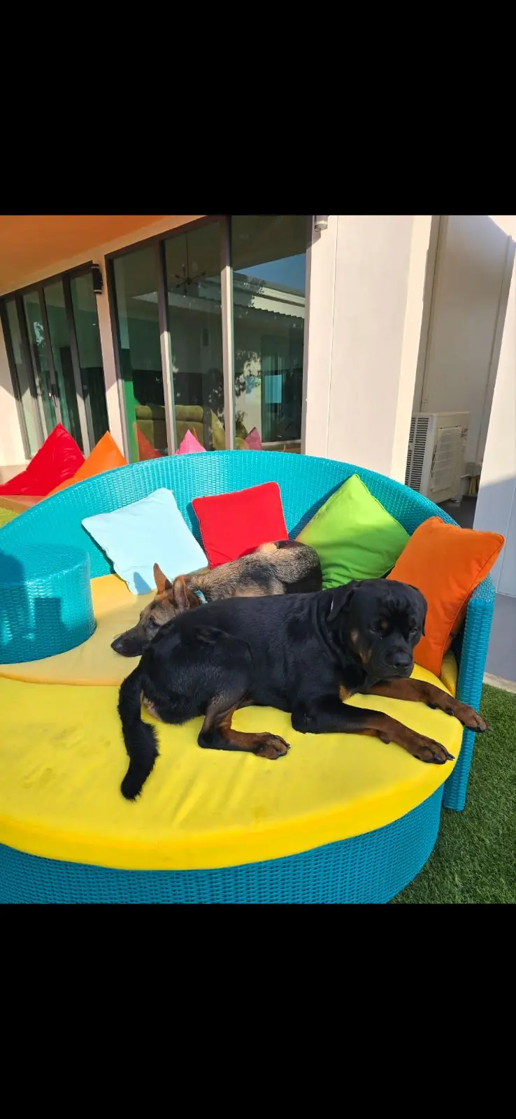 โอเคเนะ เพท เฟรนด์ลี่ พูลวิลล่า pets image 1