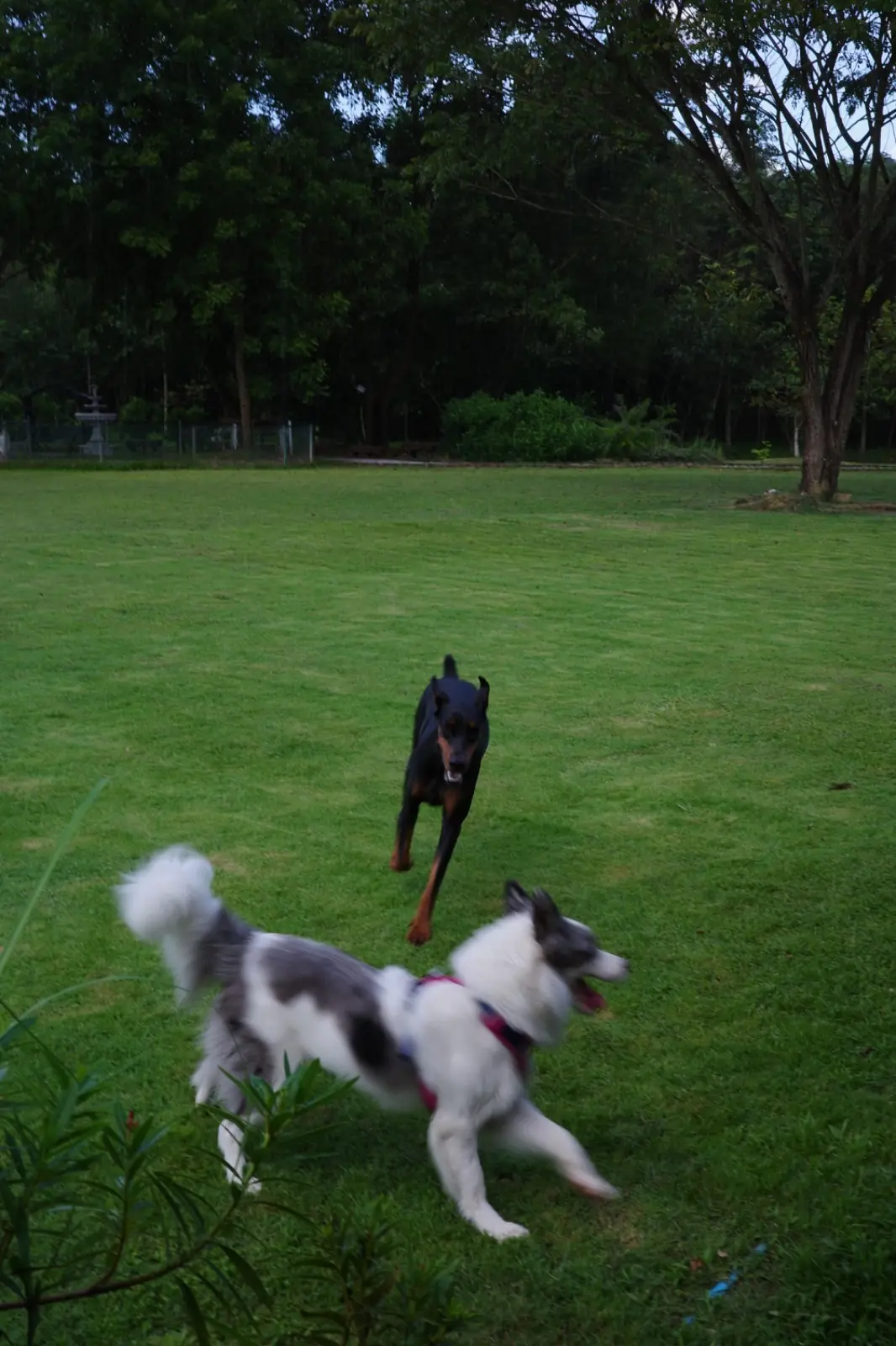 Eco Eyes Village pets image 2