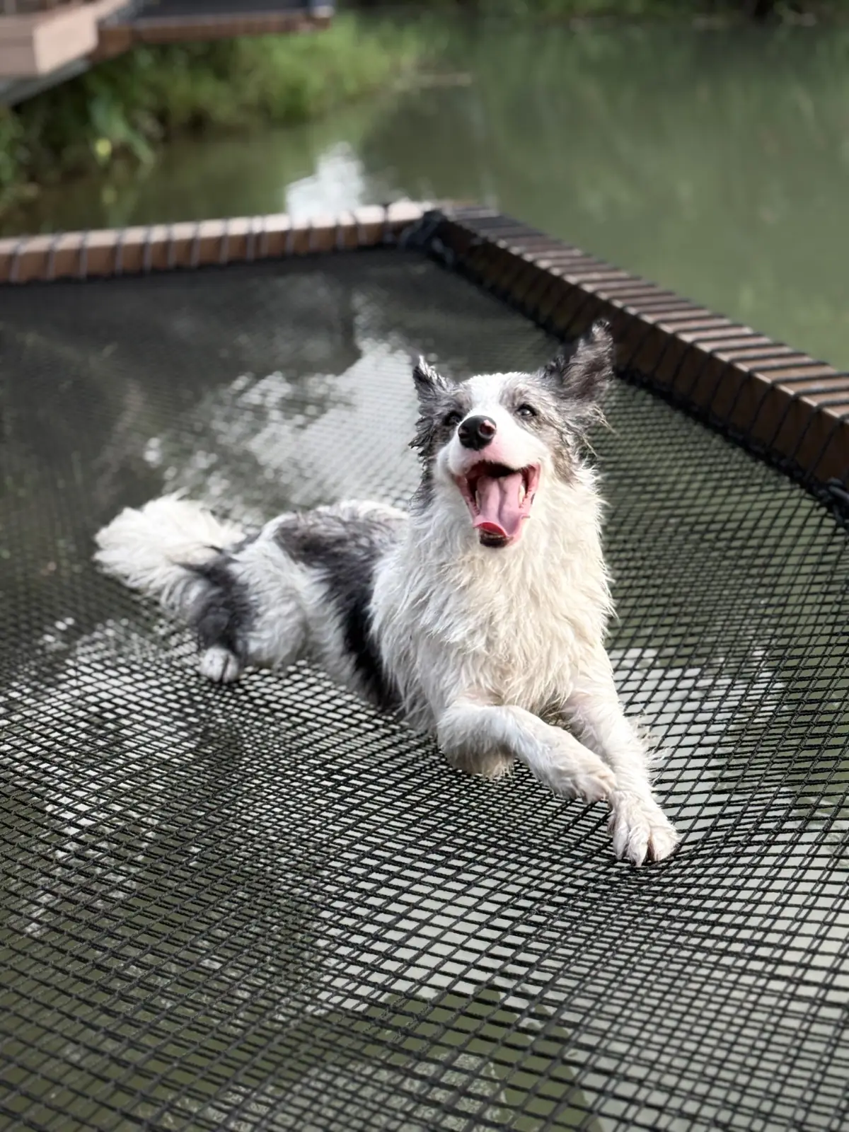 Eco Eyes Village pets image 1