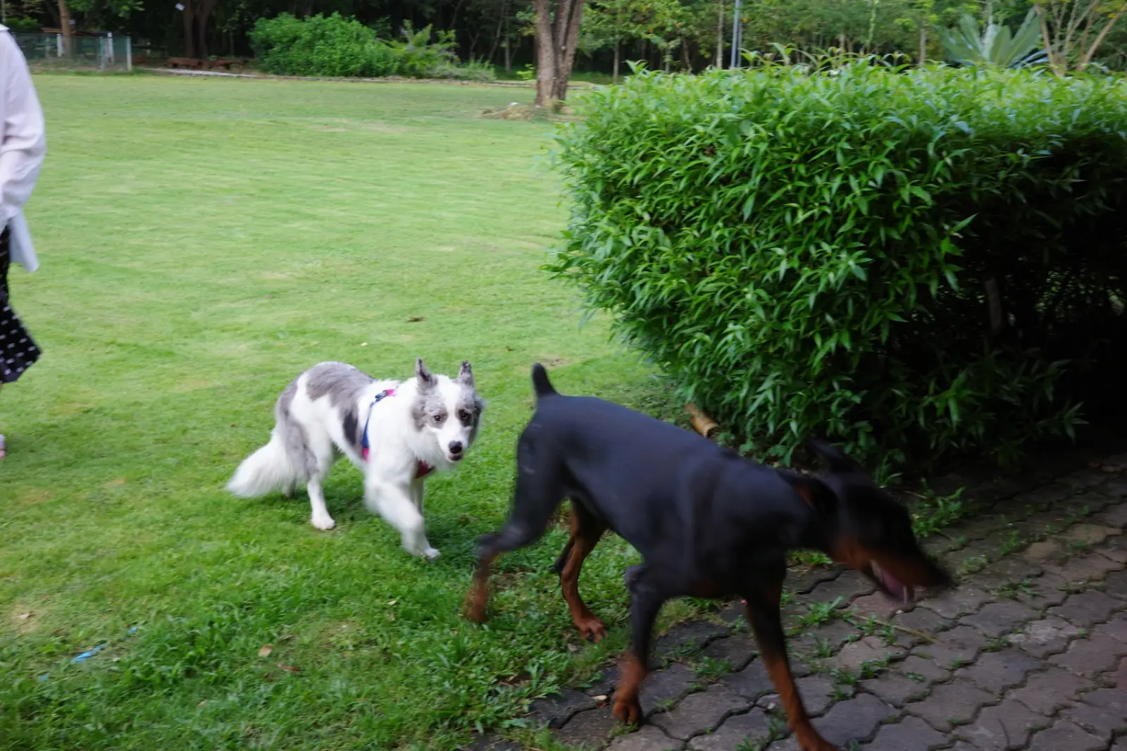 Eco Eyes Village pets image 3