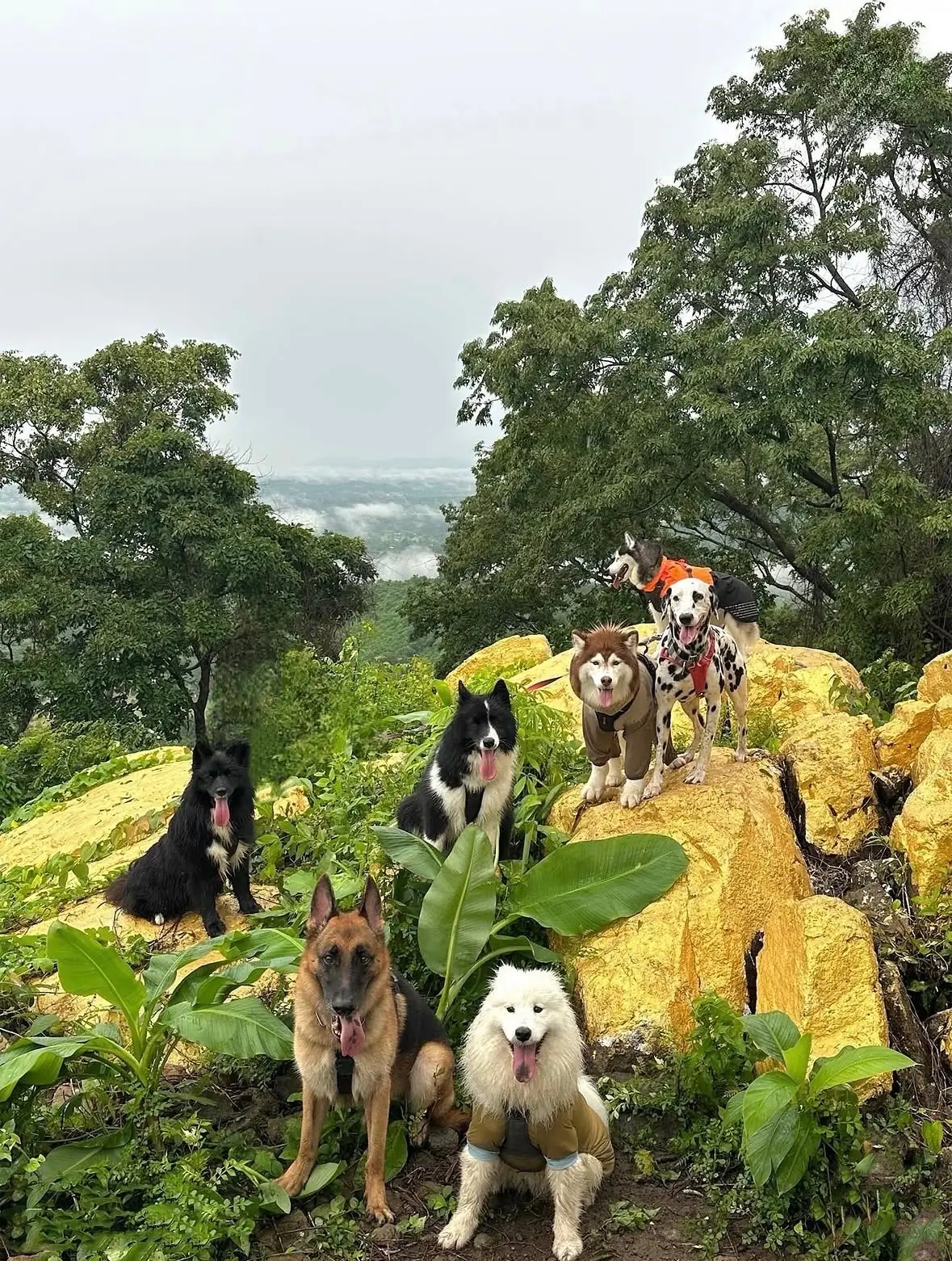 Trail and Bean pets image 1
