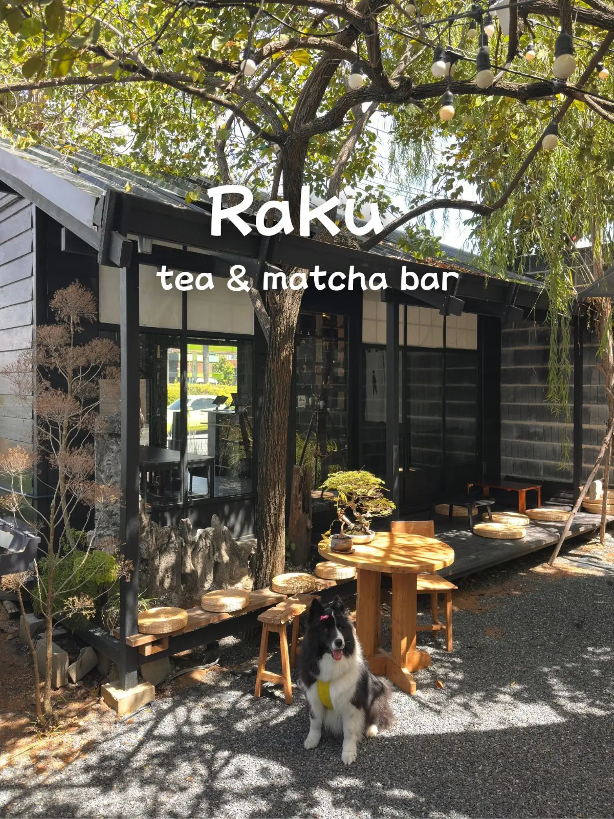 Raku Matcha Bar - Chaiyaphruek pets image 1