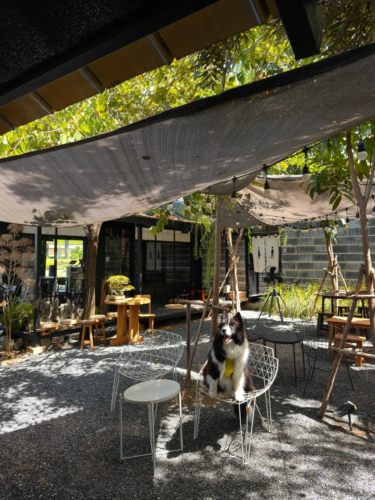 Raku Matcha Bar - Chaiyaphruek pets image 2