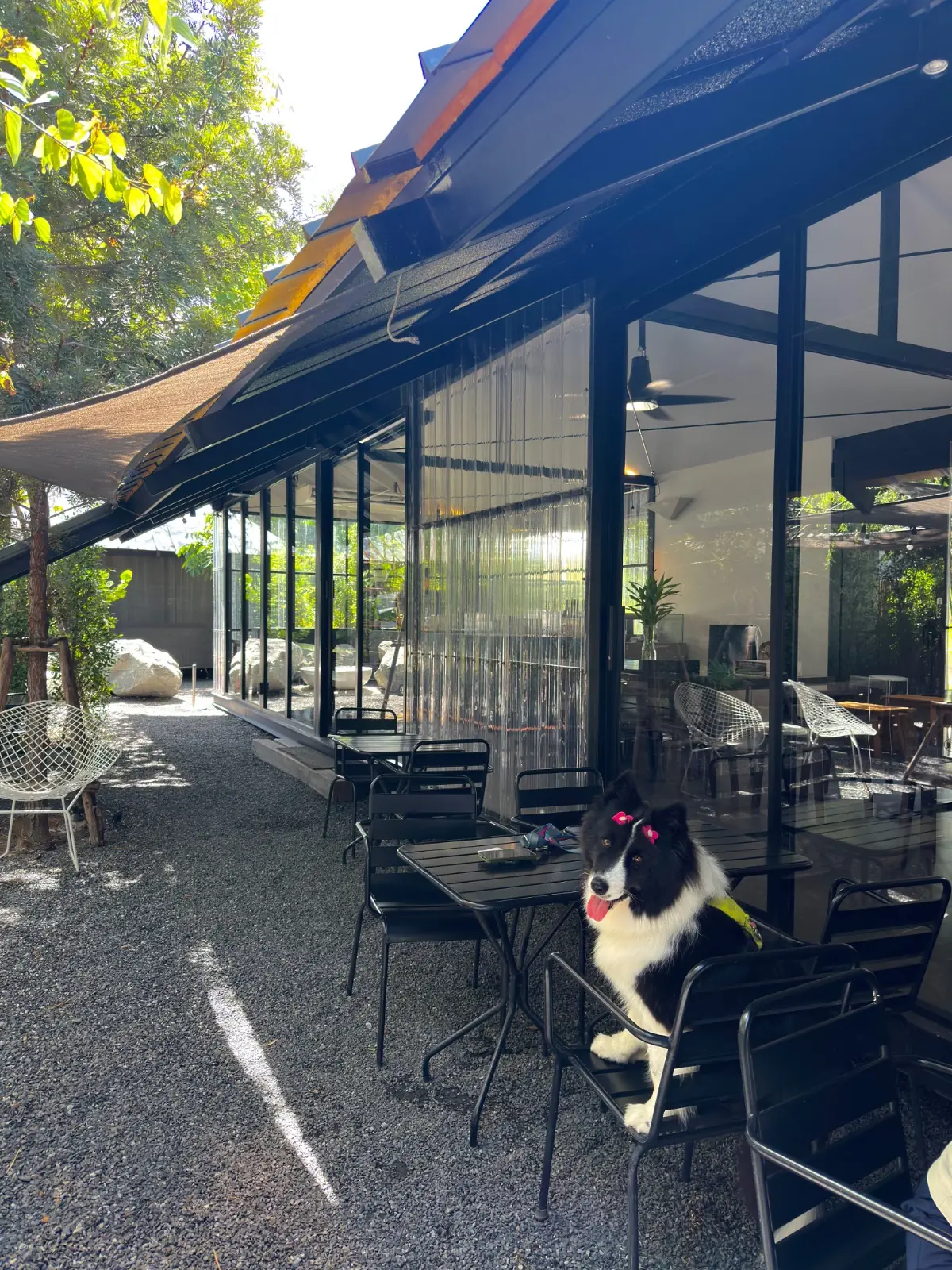 Raku Matcha Bar - Chaiyaphruek pets image 3