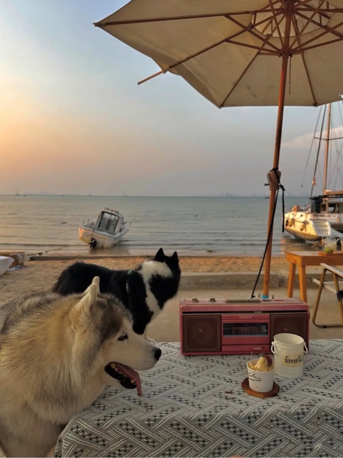 Coco Rodante pets image 1