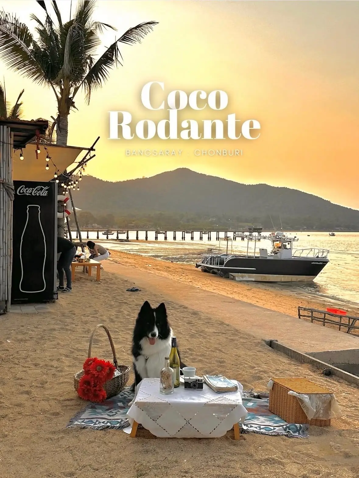 Coco Rodante pets image 2