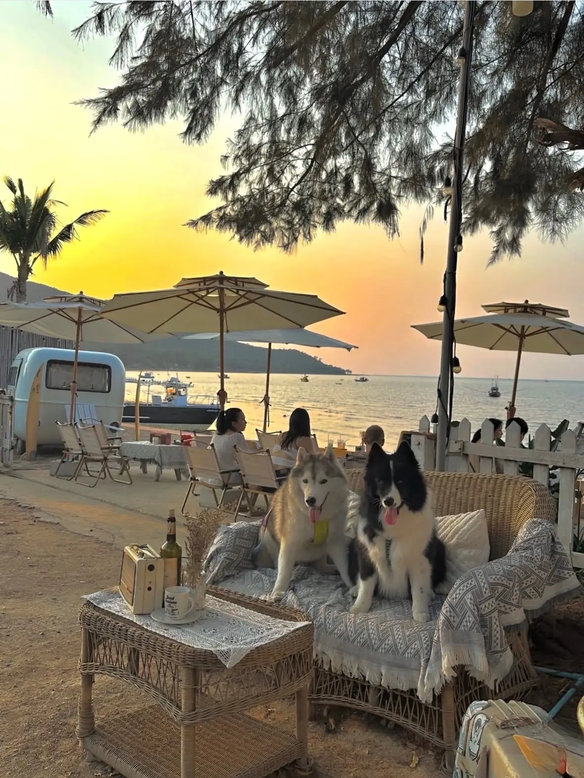 Coco Rodante pets image 3