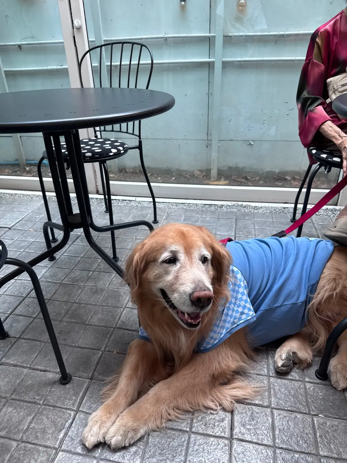 Always Sunday Cafeteria pets image 3