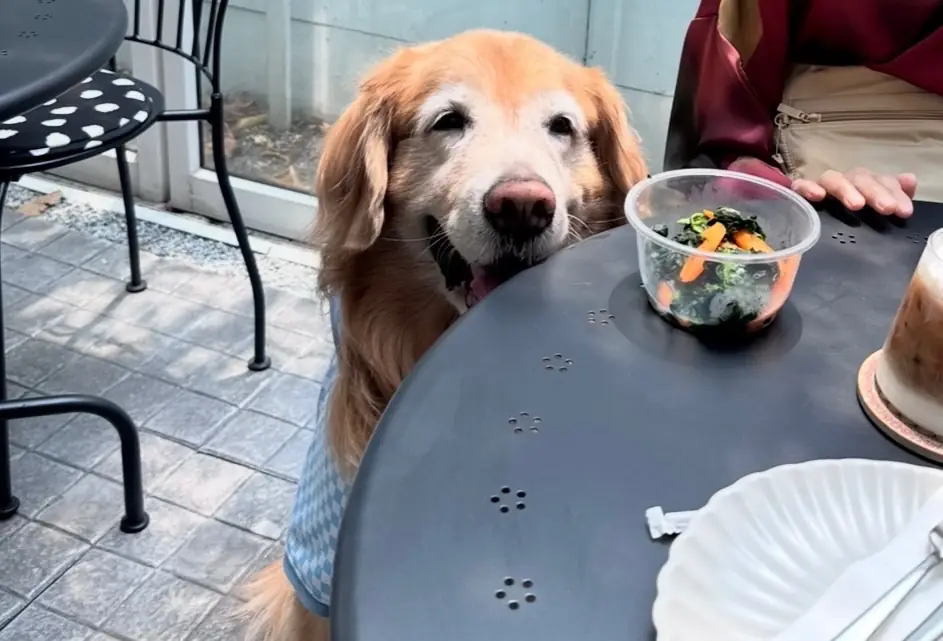 Always Sunday Cafeteria pets image 2