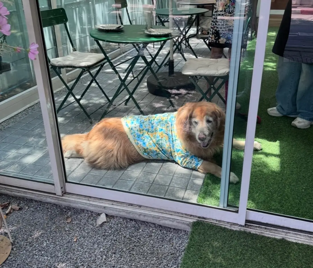 Always Sunday Cafeteria pets image 1