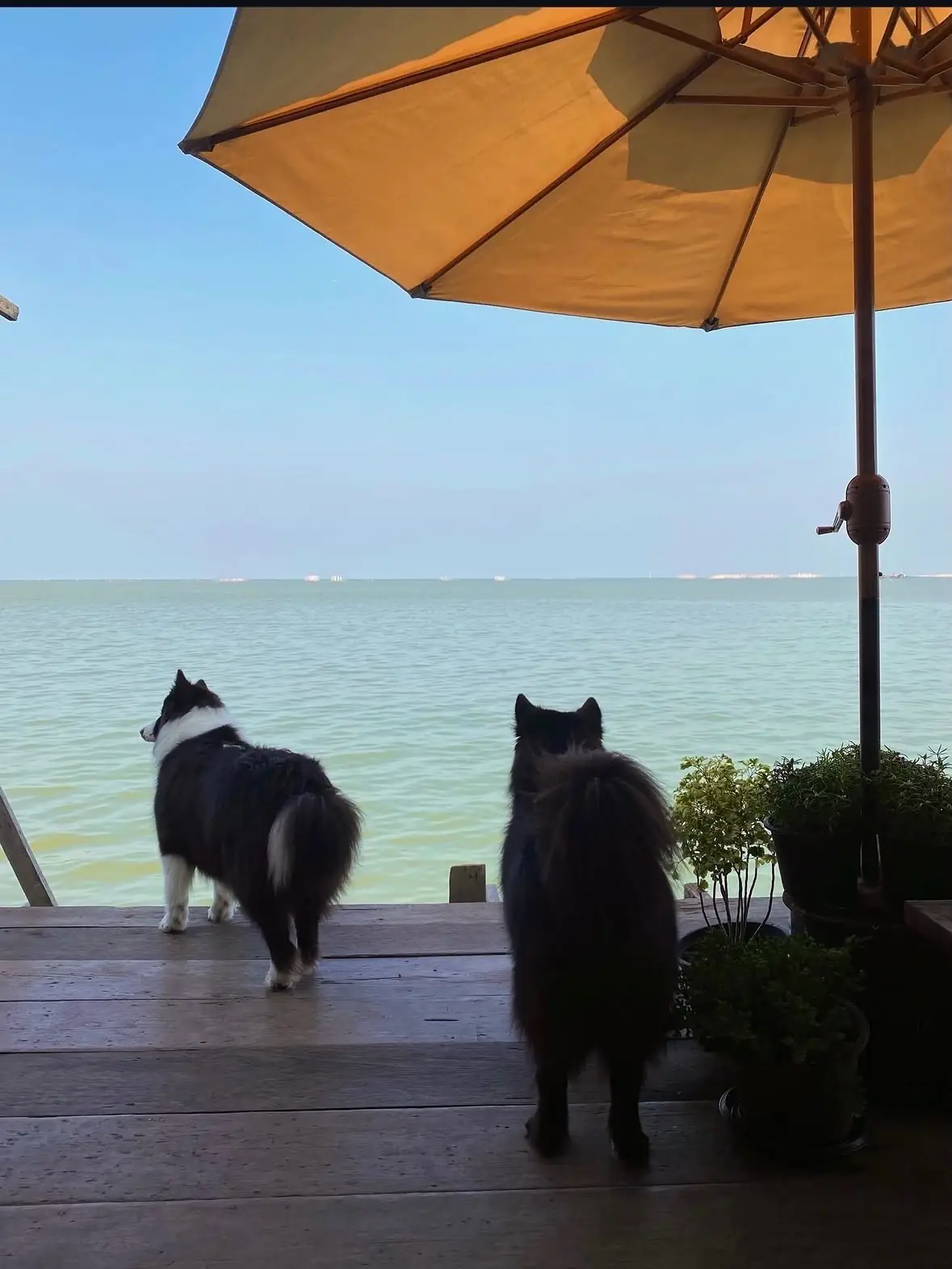 Ogi Bake & Bar pets image 1