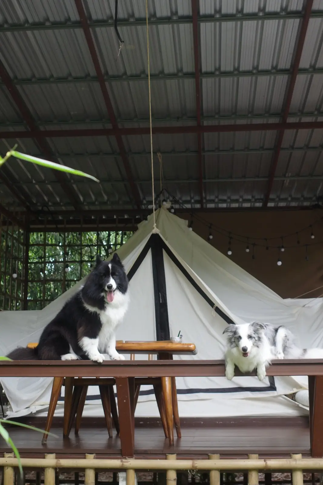 Baan Baan Camping - Nakhon Nayok pets image 1