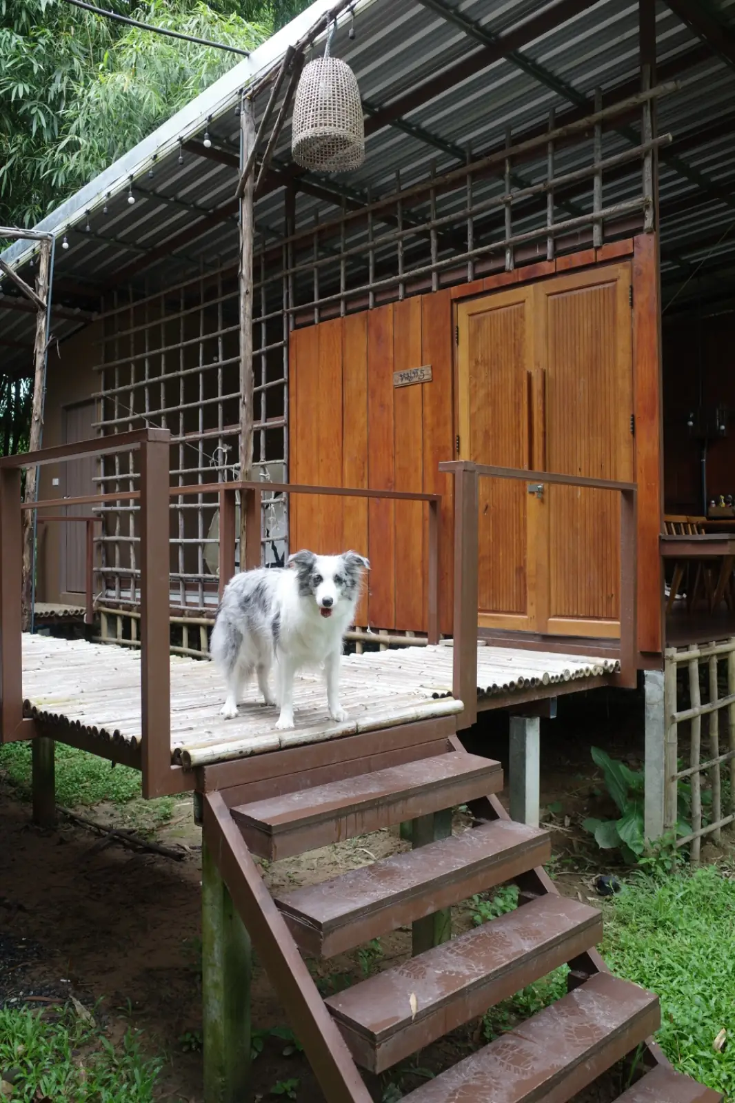 Baan Baan Camping - Nakhon Nayok pets image 2