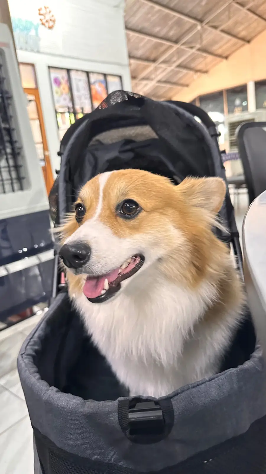 กุ้งอบภูเขาไฟ pets image 2