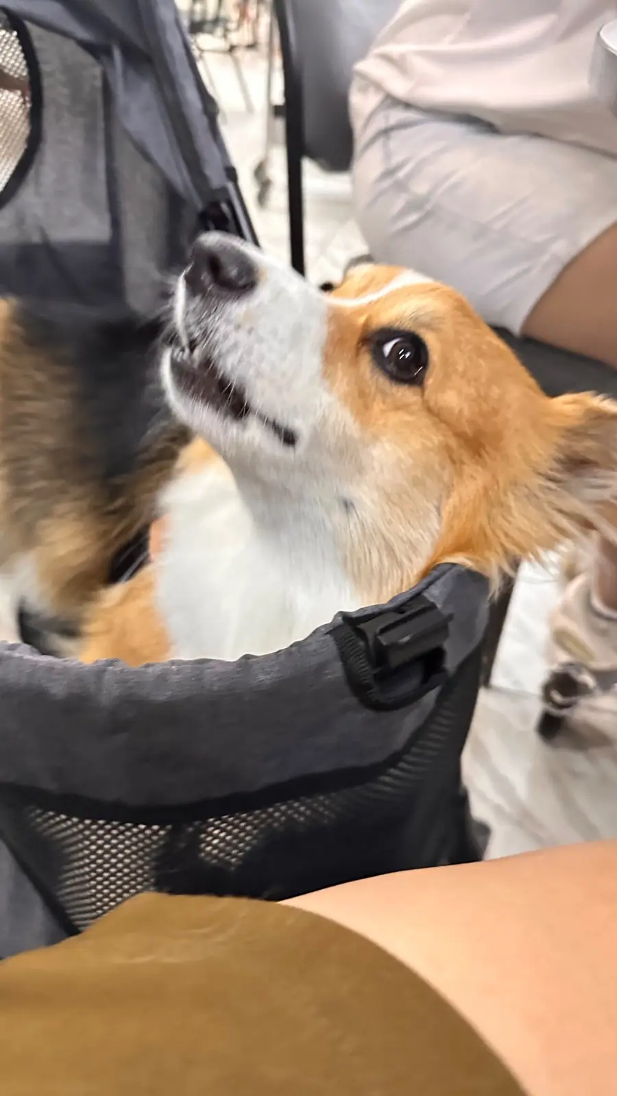 กุ้งอบภูเขาไฟ pets image 1