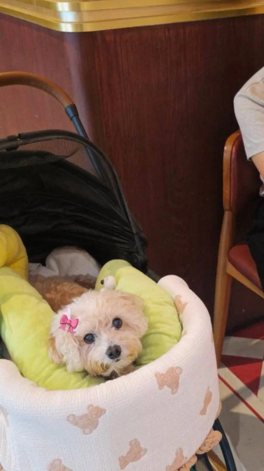 Karun Thai Tea - Fashion Island pets image 1