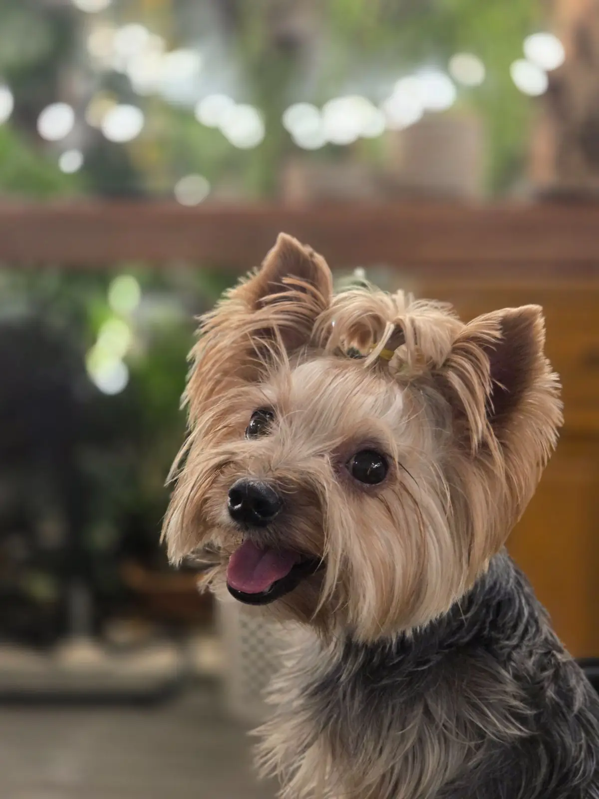 ครูสายฐิพย์ pets image 1