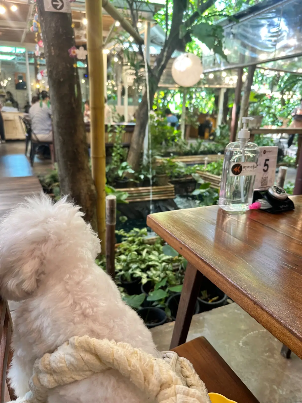 ร้านอาหารครูสายฐิพย์ pets image 2