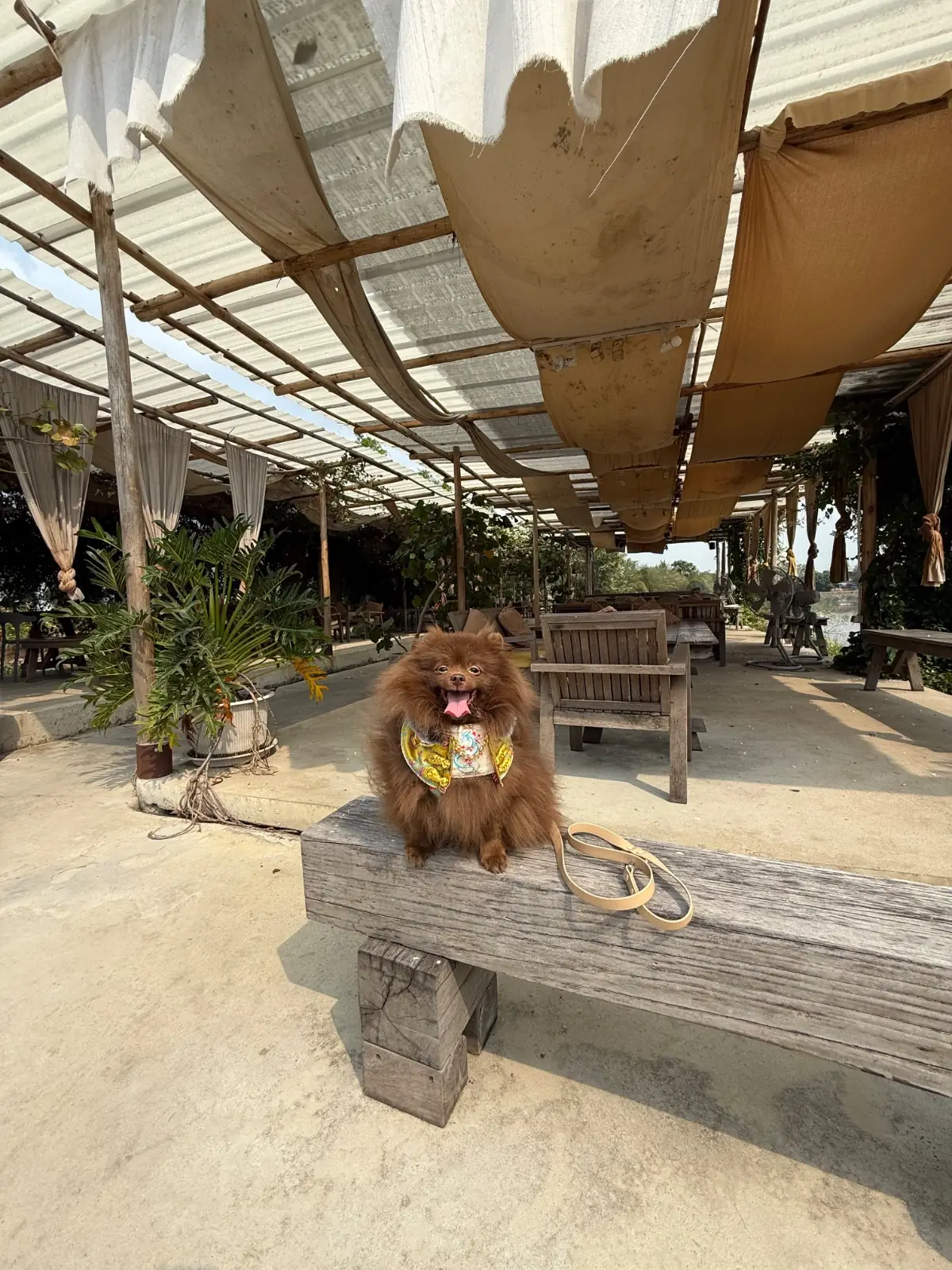 Lamer Homecraft pets image 3