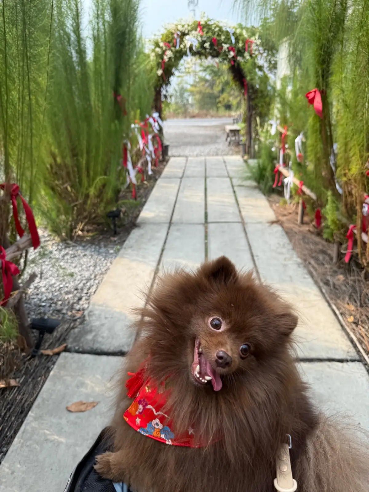 Lamer Homecraft pets image 4