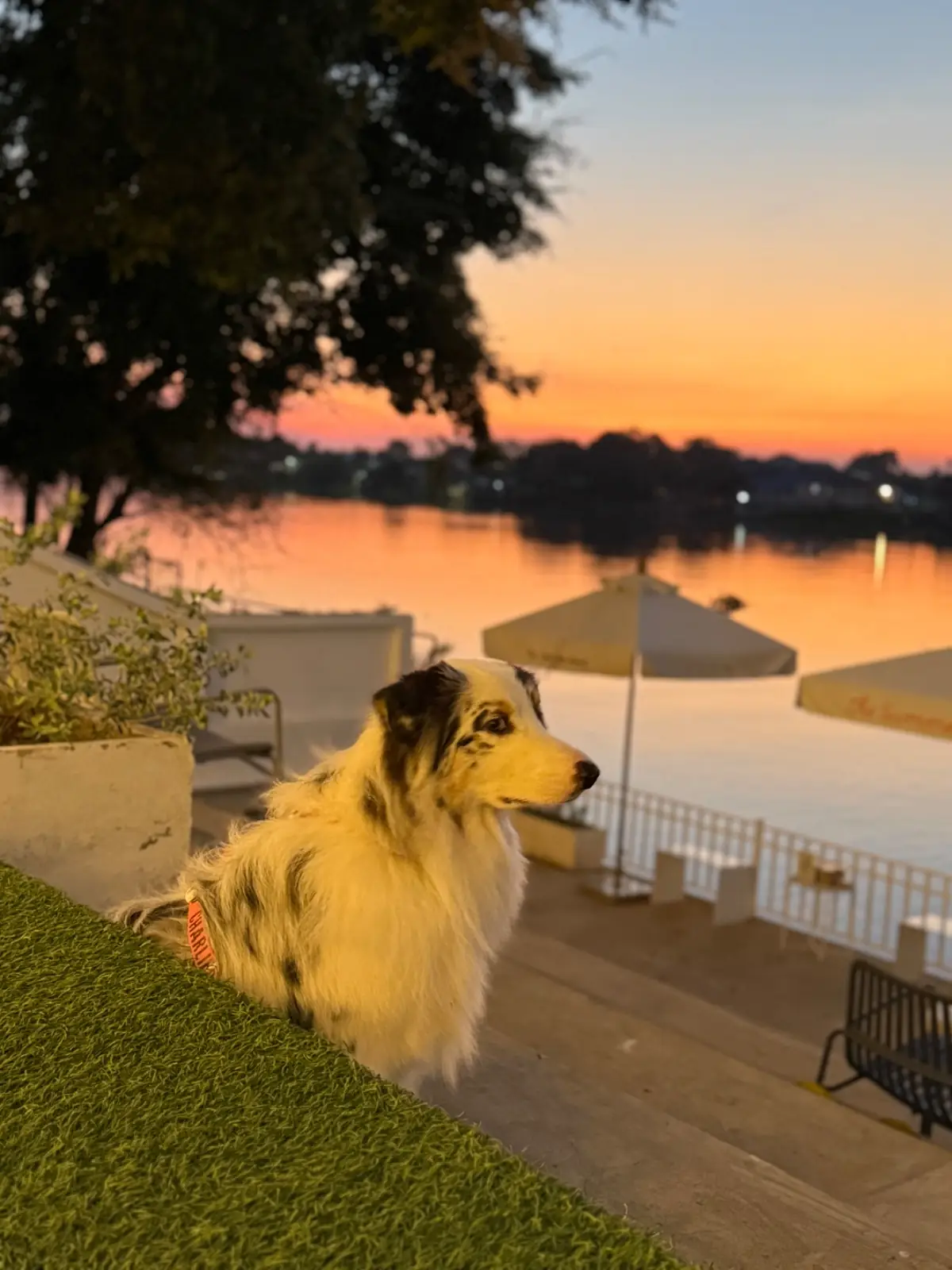 The Summer House pets image 1