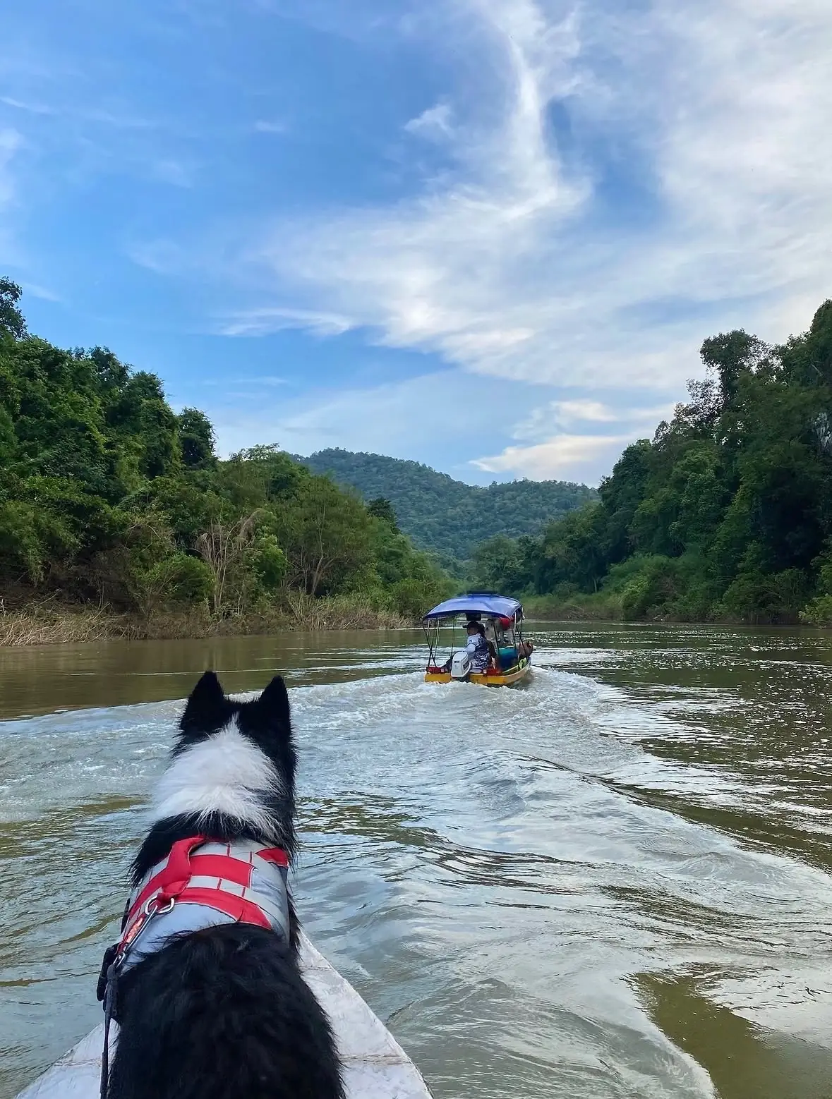 ถ้ำหมี pets image 1