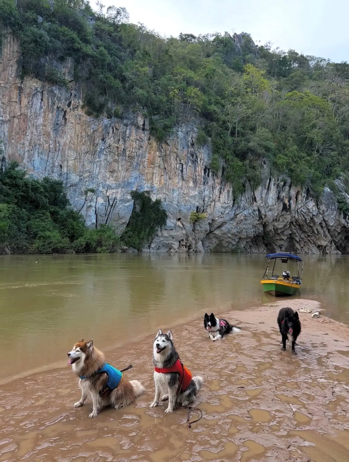 ถ้ำหมี pets image 2