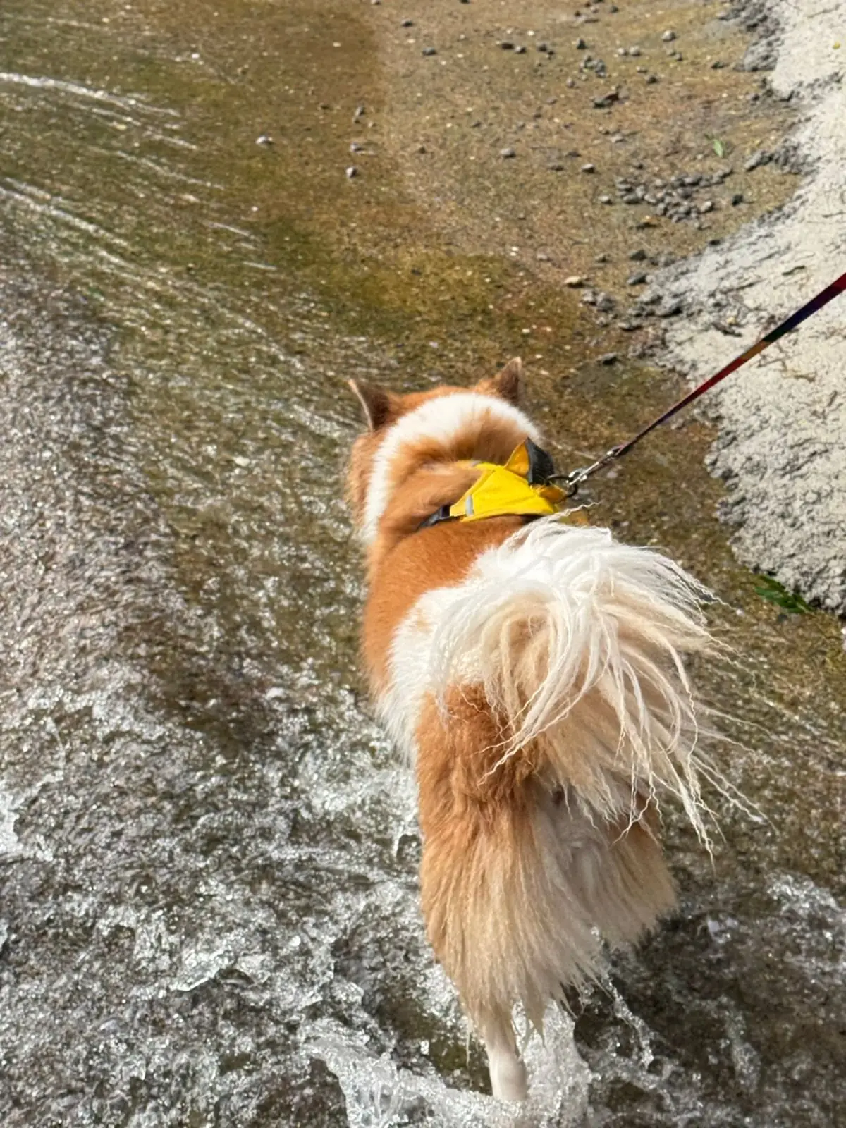 เดอะวัน แคมป์ สาริกา pets image 5