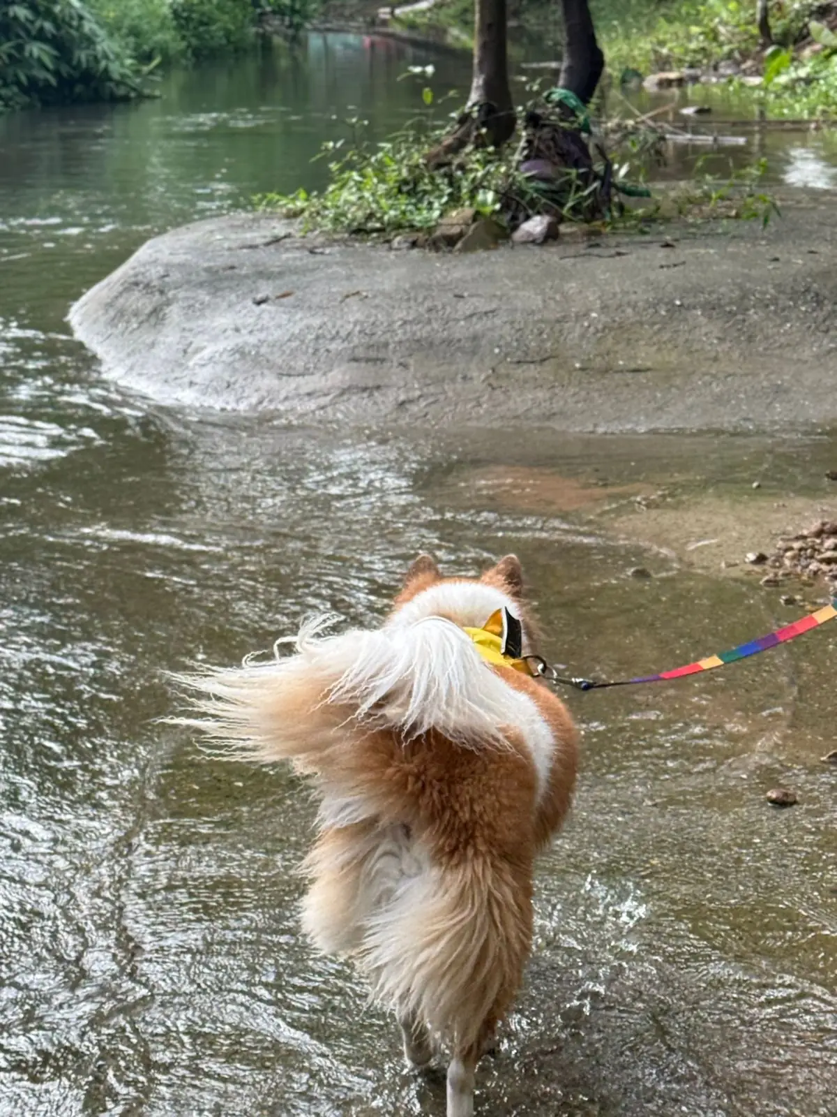 เดอะวัน แคมป์ สาริกา pets image 6