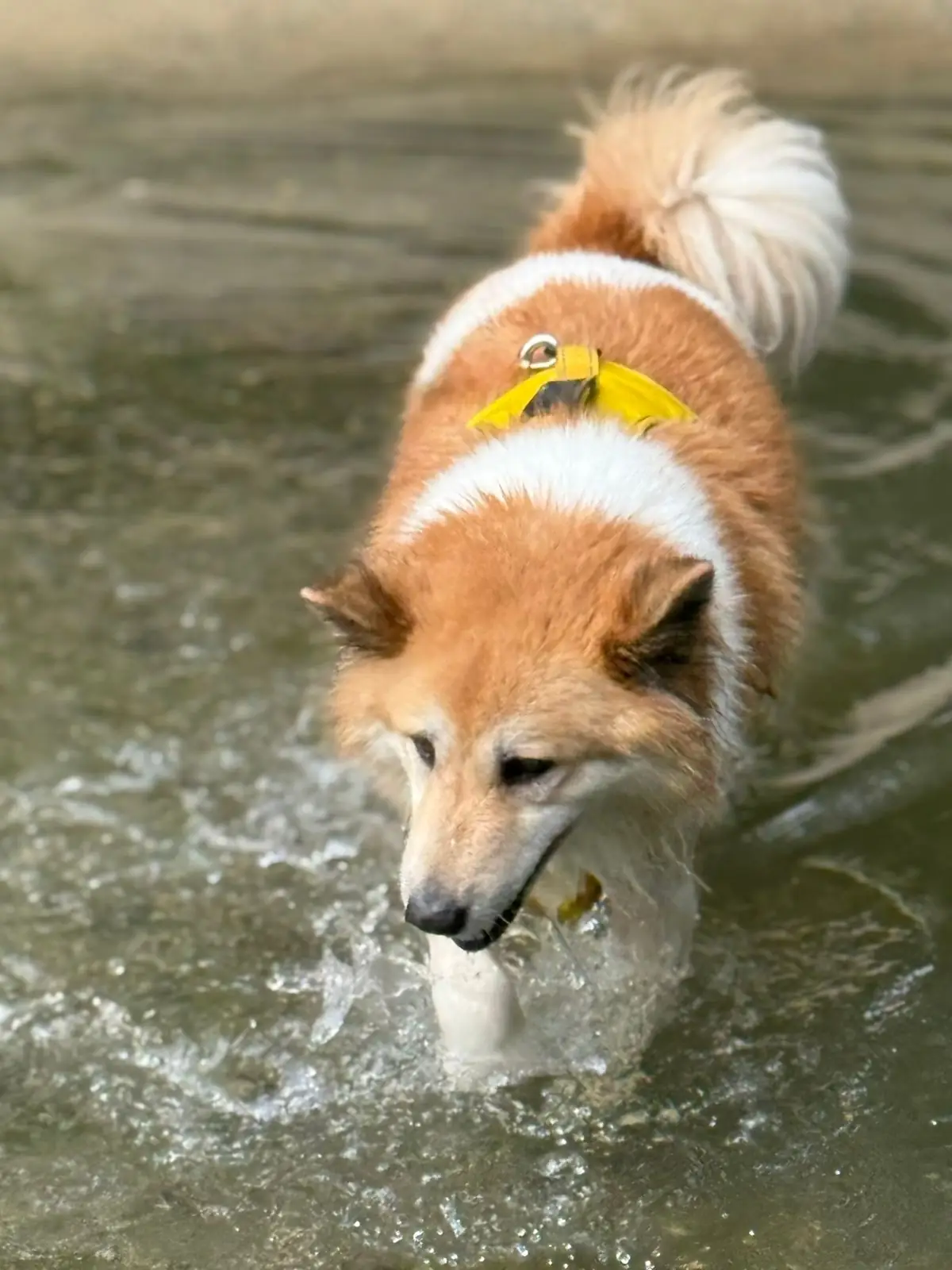 เดอะวัน แคมป์ สาริกา pets image 4