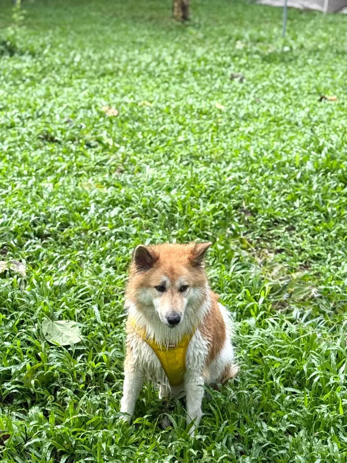 เดอะวัน แคมป์ สาริกา pets image 2