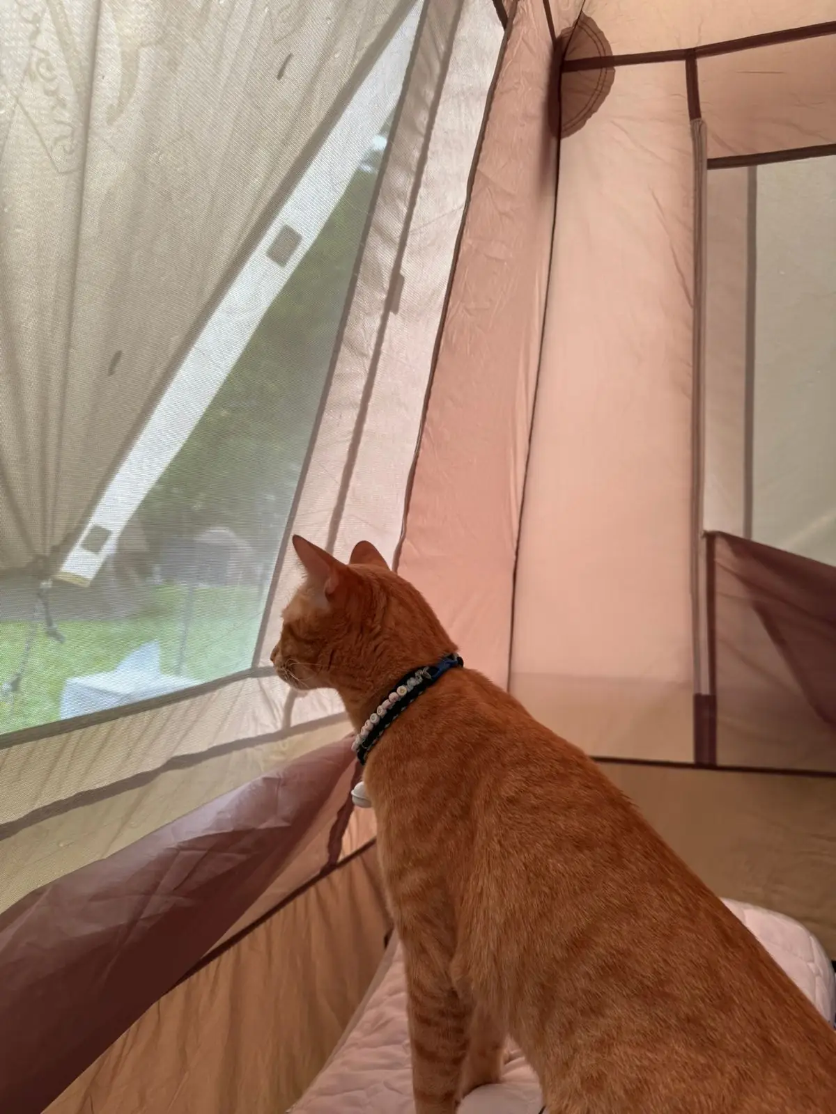 เดอะวัน แคมป์ สาริกา pets image 1