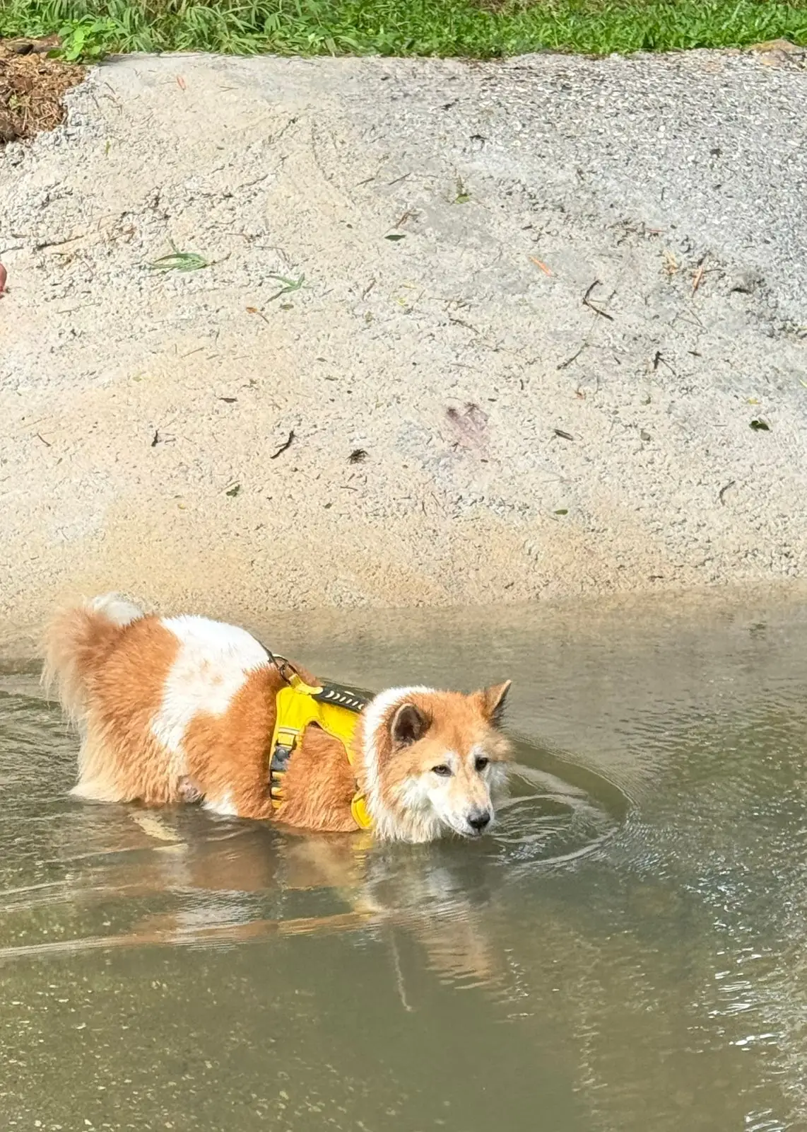 เดอะวัน แคมป์ สาริกา pets image 3