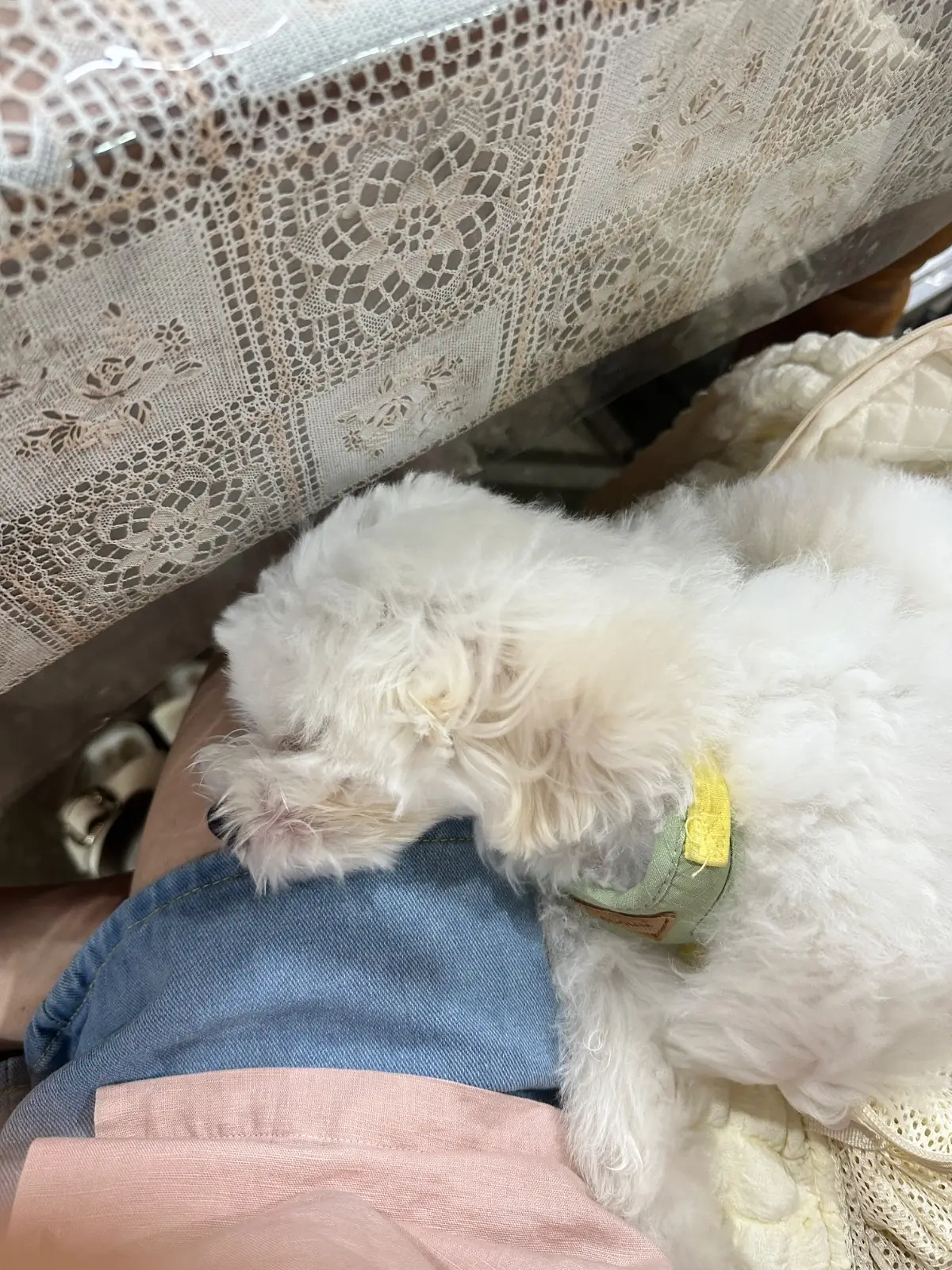 ม.ม้าซีฟู้ด - พัทยา pets image 2