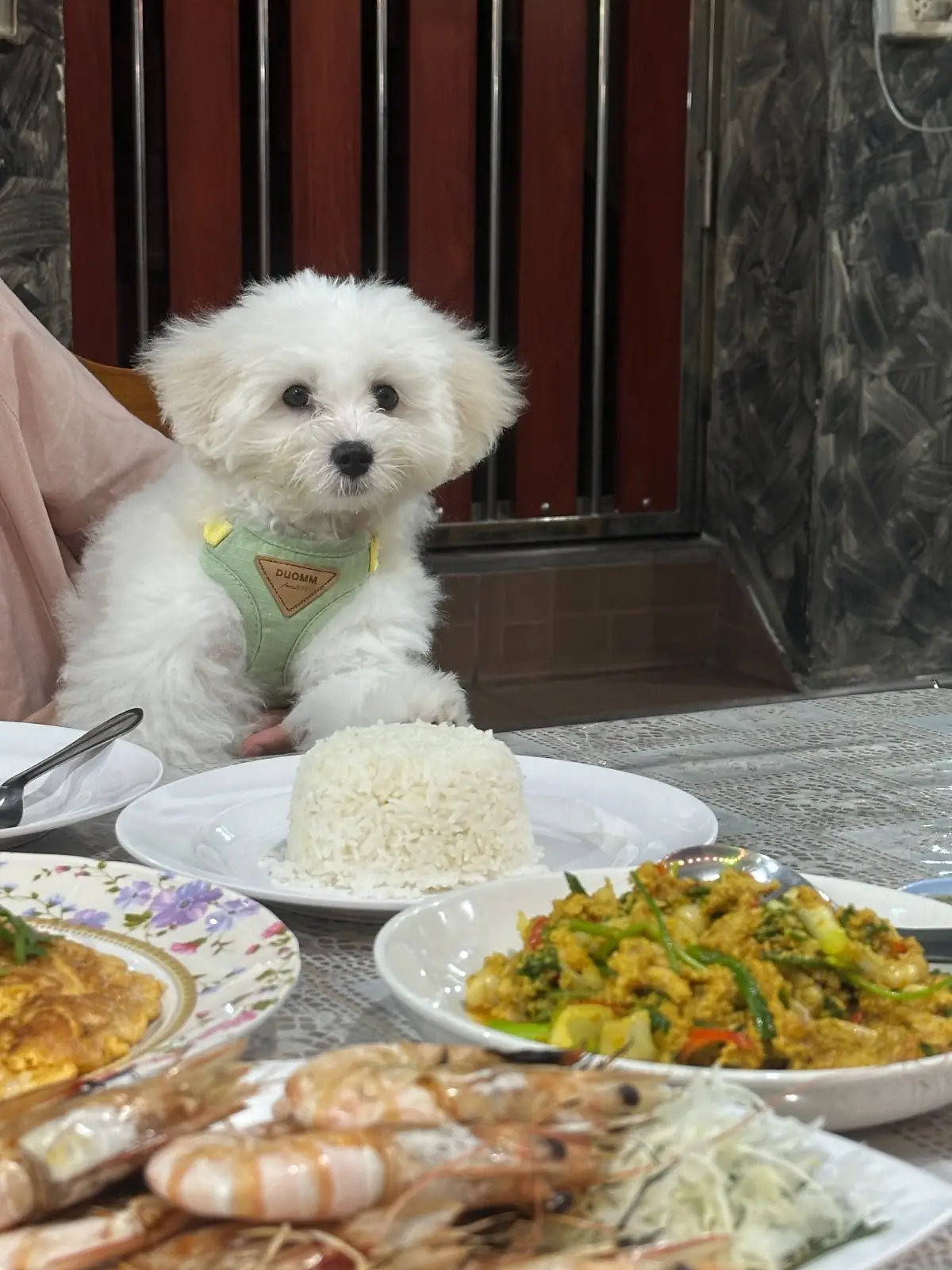 ม.ม้าซีฟู้ด - พัทยา pets image 1